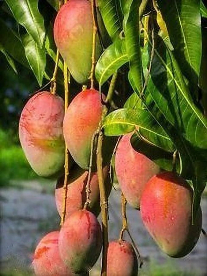 Gulab Khas Mango(4kg)