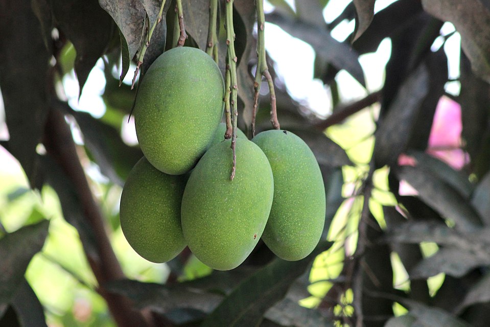 Aamrupali Mango Plant